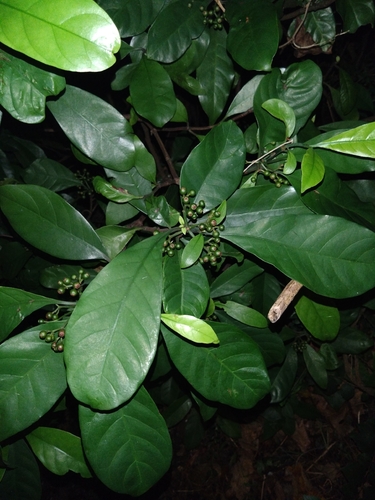 Psychotria asiatica, photograph 4
