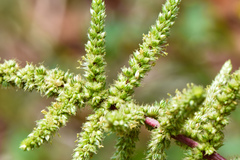 Amaranthus dubius