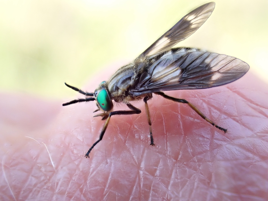 Twin-lobed Deer Fly, photo 1 of 10