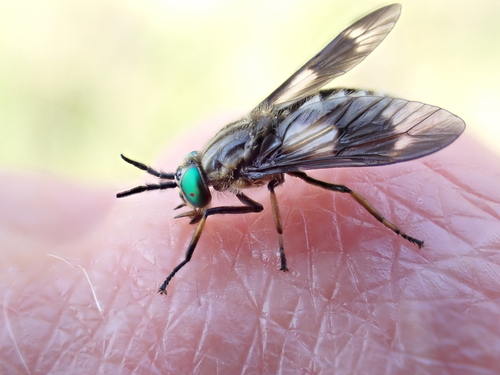 Twin-lobed Deer Fly