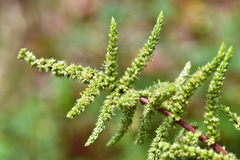 Amaranthus dubius