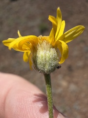 Erigeron linearis, photograph (c) James H. Thomas, some rights reserved (CC BY)