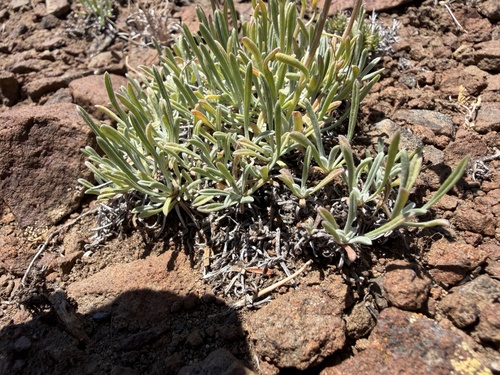 Erigeron linearis, photograph 4