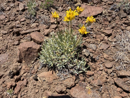Erigeron linearis, photograph 3
