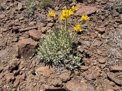 Erigeron linearis, photograph (c) James H. Thomas, some rights reserved (CC BY)
