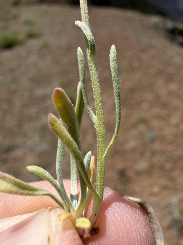 Erigeron linearis, photograph 6