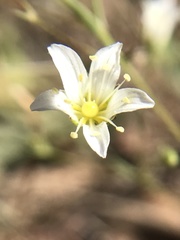 Sabulina douglasii