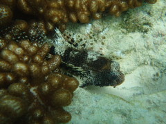 Dendrochirus hemprichi