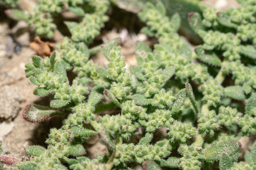 Herniaria hirsuta, photograph 5