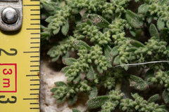 Herniaria hirsuta, photograph (c) Eleftherios Katsillis, some rights reserved (CC BY)