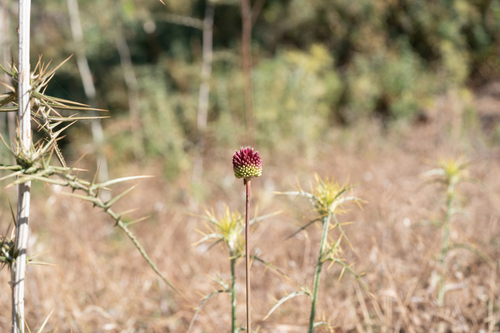 Allium amethystinum, photograph 2