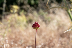 (c) Eleftherios Katsillis, some rights reserved (CC BY) Allium amethystinum, photograph (c) Eleftherios Katsillis, some rights reserved (CC BY)