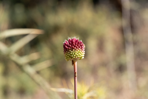Allium amethystinum