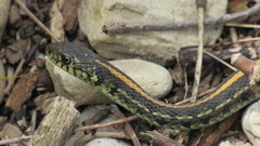 Thamnophis radix