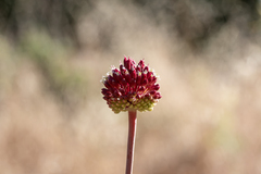 (c) Eleftherios Katsillis, some rights reserved (CC BY) Allium amethystinum, photograph (c) Eleftherios Katsillis, some rights reserved (CC BY)