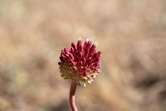 (c) Eleftherios Katsillis, some rights reserved (CC BY) Allium amethystinum, photograph (c) Eleftherios Katsillis, some rights reserved (CC BY)