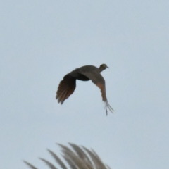 Rhynchotus rufescens