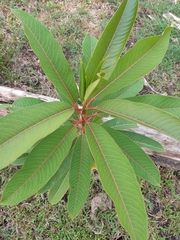 Sapium