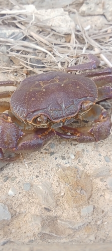 Algerian Freshwater Crab
