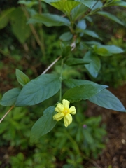 Mussaendeae