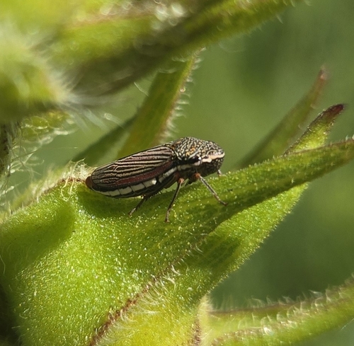 Lateral-lined Sharpshooter