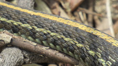 Thamnophis radix