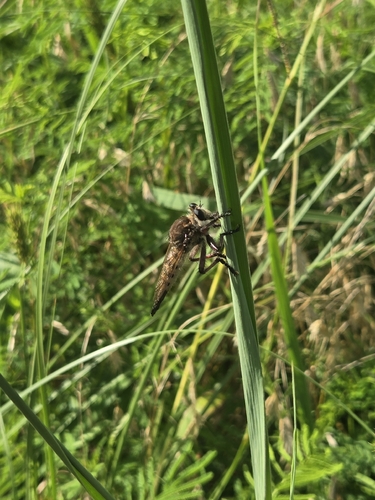 Maroon-legged Lion Fly