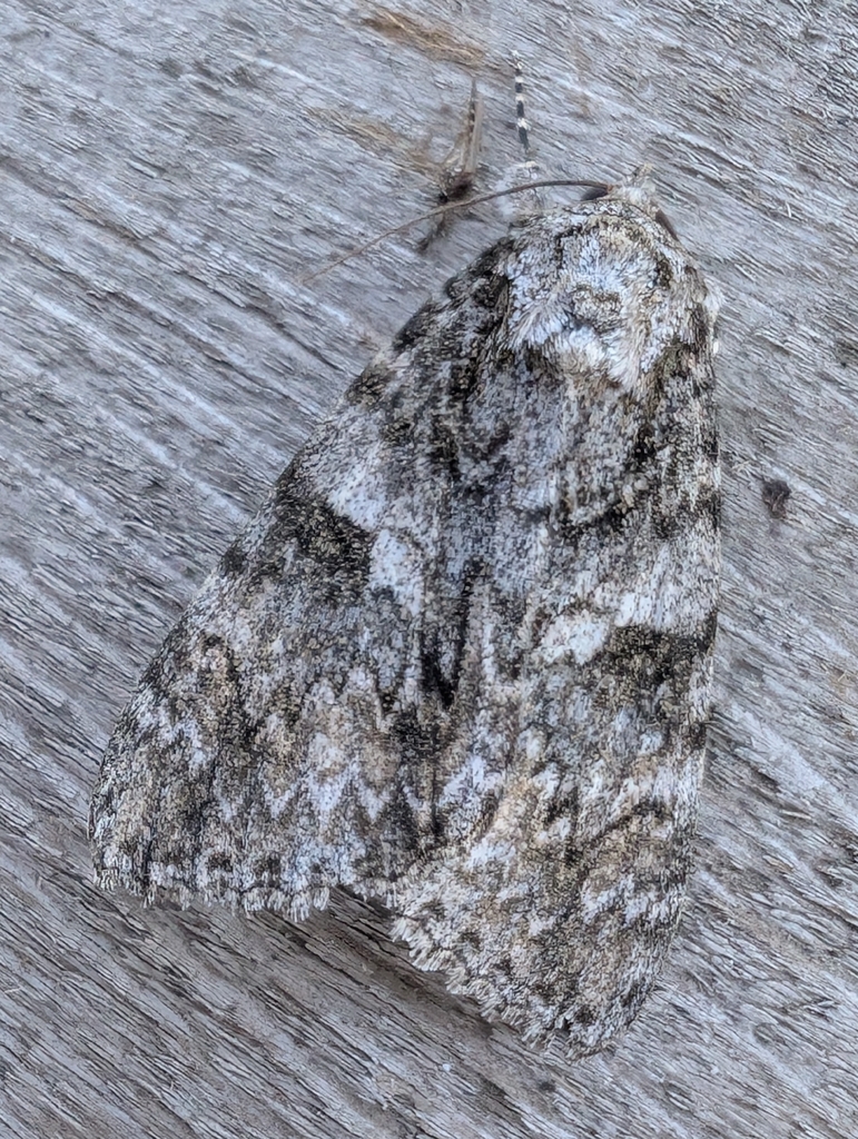 Semirelict Underwing Moth
