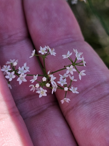 Platysace linearifolia, photograph 4