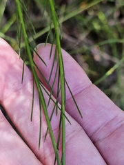 Platysace linearifolia, photograph (c) Tim, some rights reserved (CC BY)