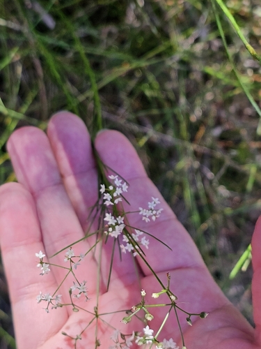 Platysace linearifolia, photograph 6