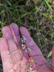 Platysace linearifolia, photograph (c) Tim, some rights reserved (CC BY)