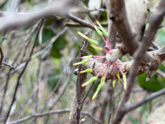 Hakea petiolaris, photograph (c) smathichong, some rights reserved (CC BY)