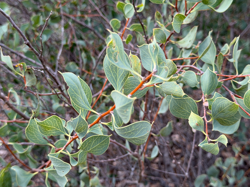Hakea petiolaris, photograph 3