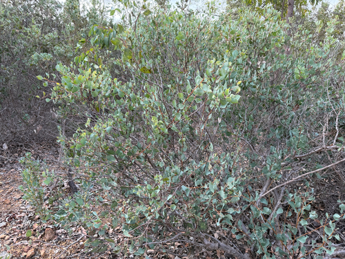 Hakea petiolaris, photograph 4