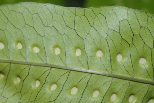Microsorum membranifolium observed 2026-07-02