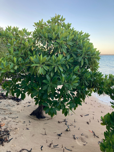 orange mangrove