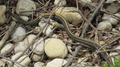 Thamnophis radix