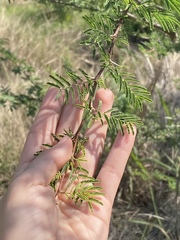 Vachellia schaffneri