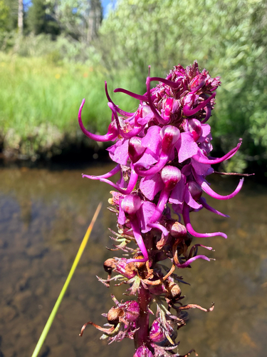 iNaturalist observation photo of Elephant's-Head lousewort