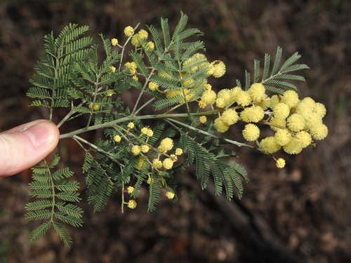 Acacia deanei, photograph 6