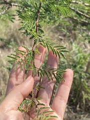 Vachellia schaffneri