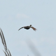 Rhynchotus rufescens