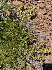 Ericameria greenei, photograph (c) James H. Thomas, some rights reserved (CC BY)
