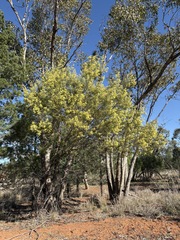 Acacia deanei, photograph (c) Thomas Mesaglio, some rights reserved (CC BY)
