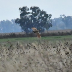 Rhynchotus rufescens