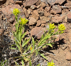 Ericameria greenei, photograph (c) James H. Thomas, some rights reserved (CC BY)