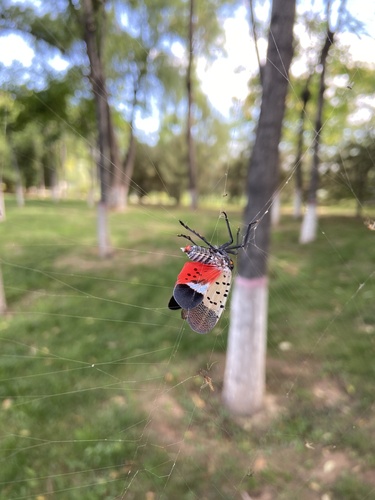 Spotted Lanternfly