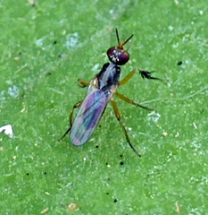 Anaphalantus longicornis