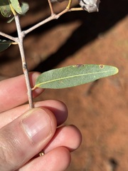 Angophora melanoxylon, photograph (c) Thomas Mesaglio, some rights reserved (CC BY)